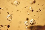 Detailed Fossil Caddisfly (Trichoptera) and Enhydros In Baltic Amber #381231-1